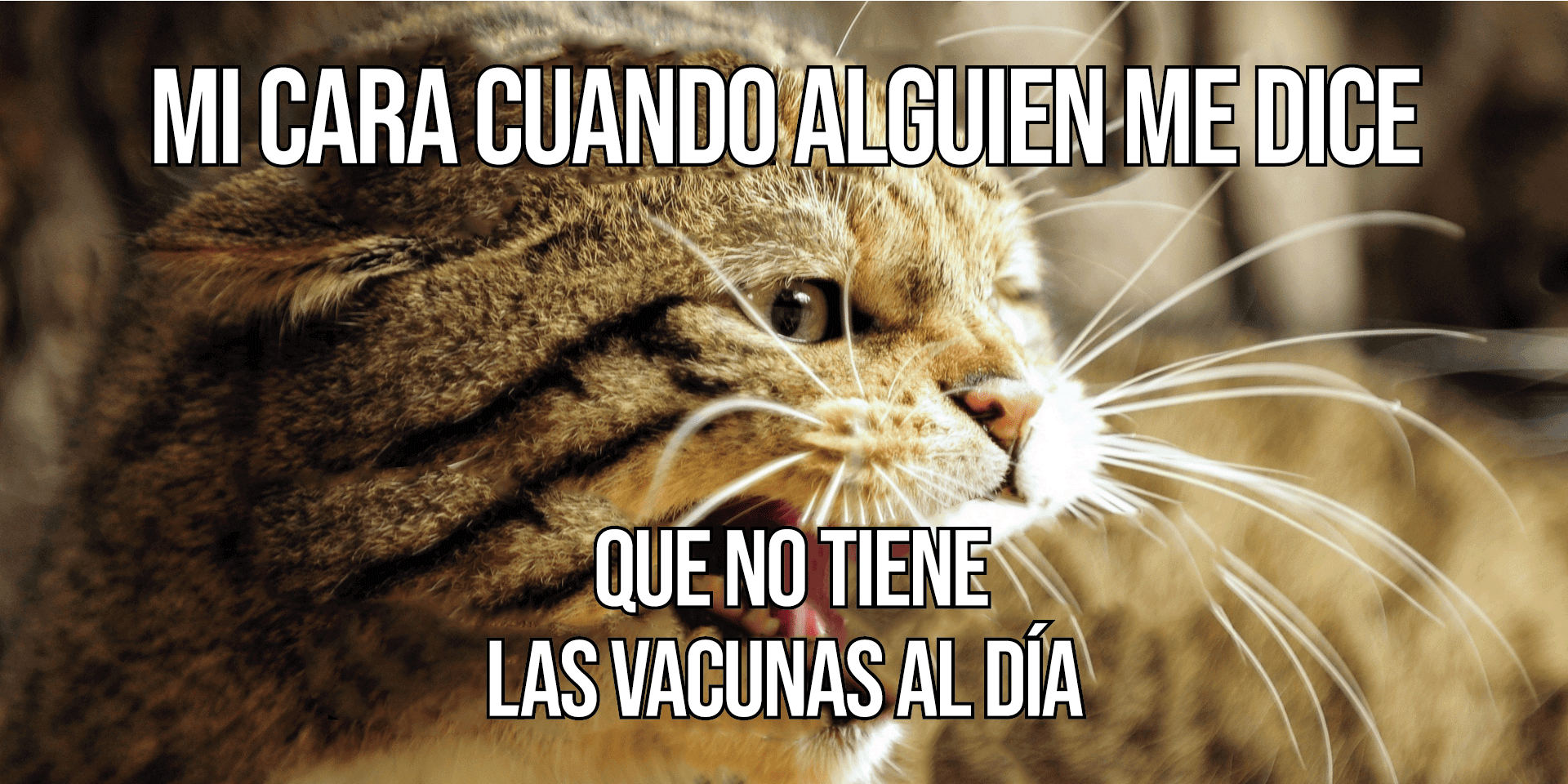 Meme de enfermedades infecciosas - Cat Not Vax_Featured Image Meme del gato enojado